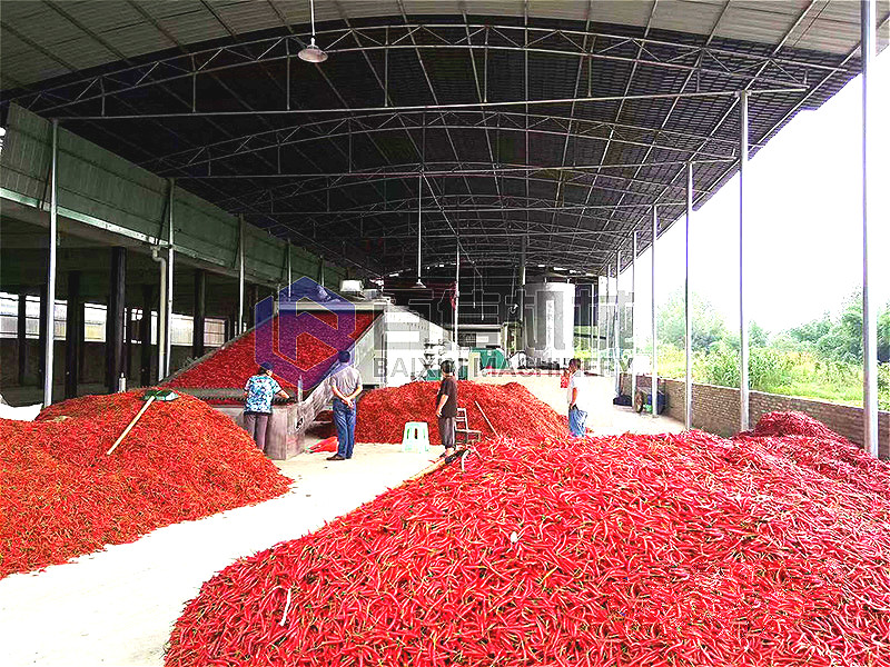 依托網帶辣椒烘干機技術，新疆企業以優質香菇產品贏取市場口碑與信賴！